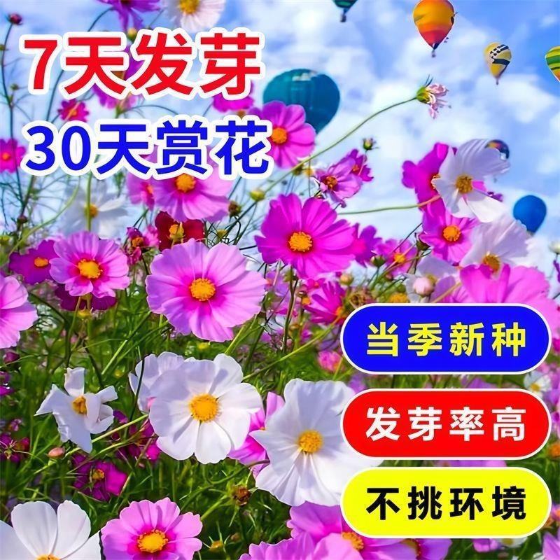 波斯菊花种子格桑花种子百日草波斯菊种子五颜六色易种活野花
