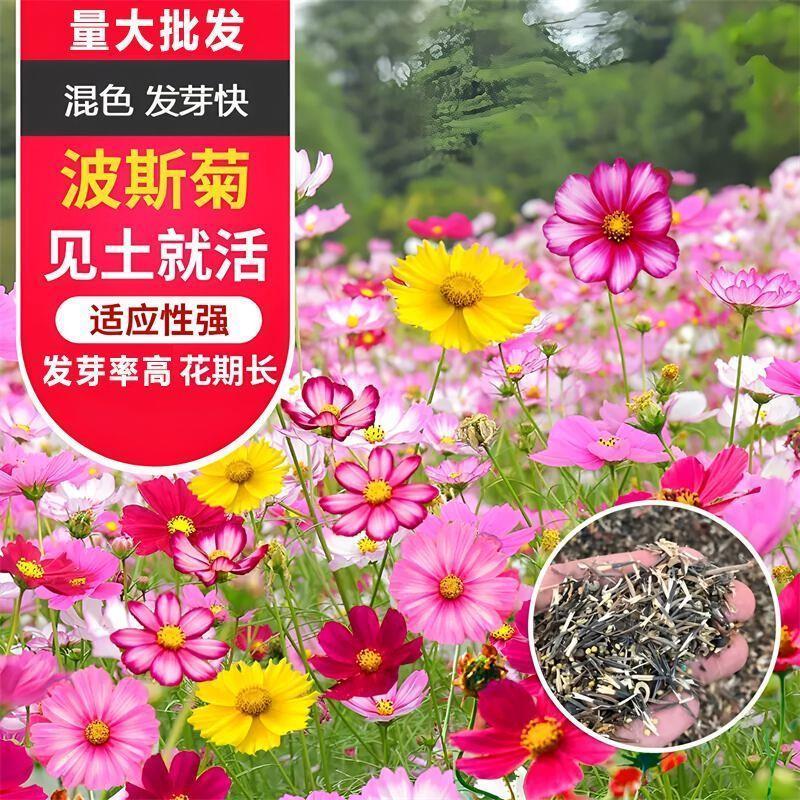 波斯菊花种子格桑花种子百日草波斯菊种子五颜六色易种活野花