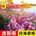 波斯菊花种子格桑花种子百日草波斯菊种子五颜六色易种活野花