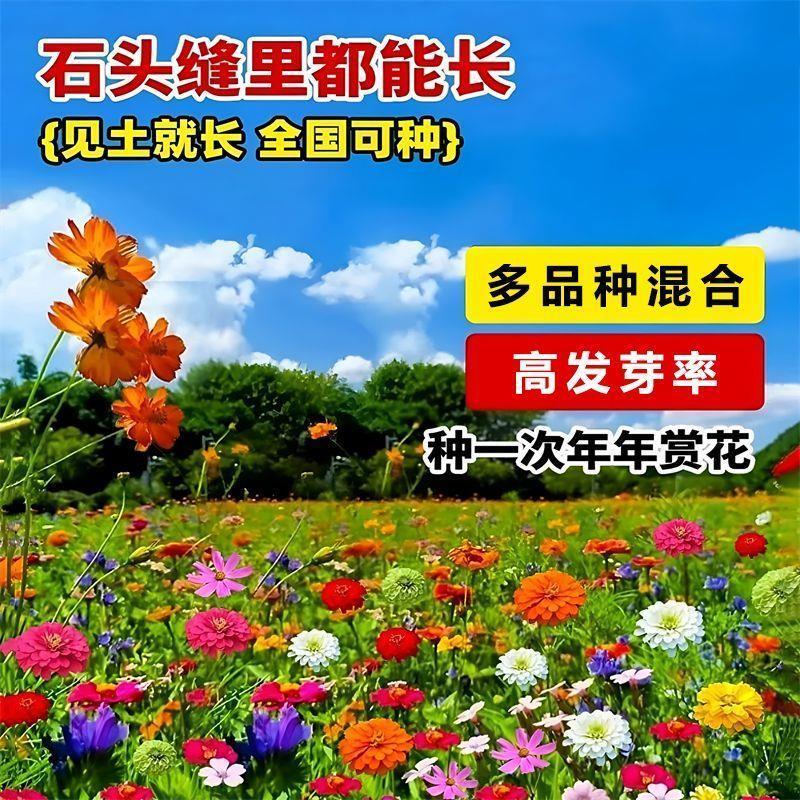 波斯菊花种子格桑花种子百日草波斯菊种子五颜六色易种活野花