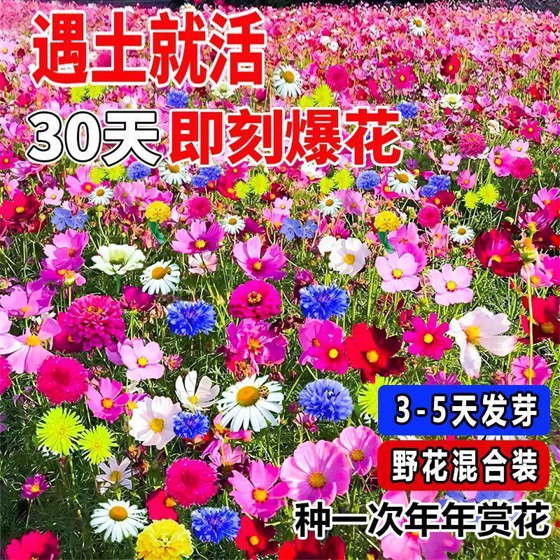 波斯菊花种子格桑花种子百日草波斯菊种子五颜六色易种活野花