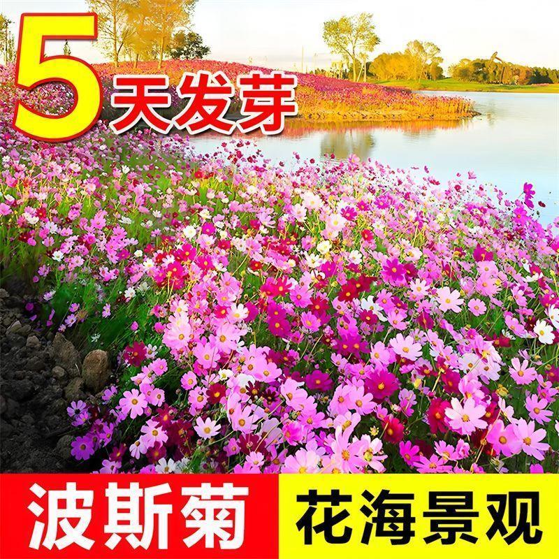 波斯菊花种子格桑花种子百日草波斯菊种子五颜六色易种活野花