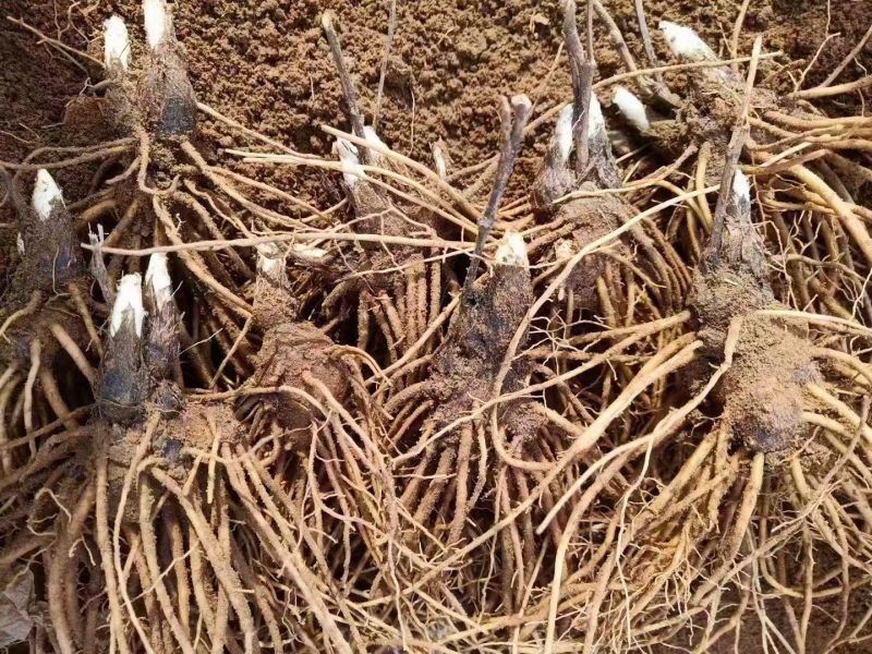 河北北仓术苗成活率高价格美丽质量好走货快欢迎询价