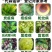 农药80%代森锰锌番茄早疫病杀菌剂