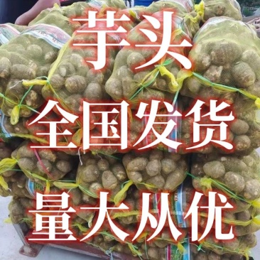 贵州芋头/毛芋头8528/现挖现发/坏果包赔/可常年供应