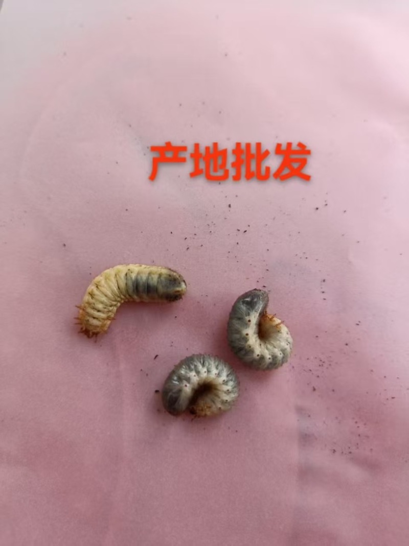 活体金龟子幼虫/幼虫/特殊昆虫/湖北随州昆虫