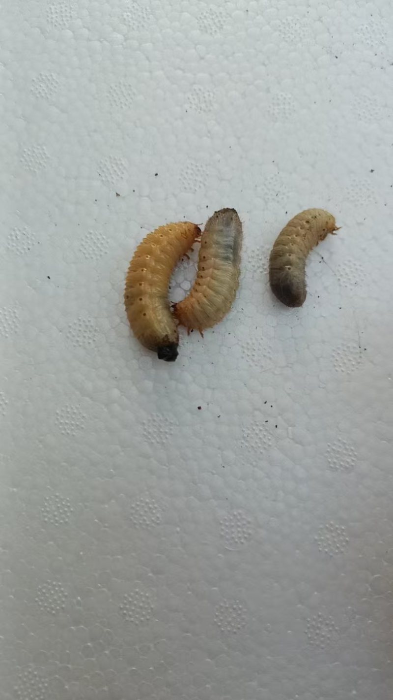 活体金龟子幼虫/幼虫/特殊昆虫/湖北随州昆虫