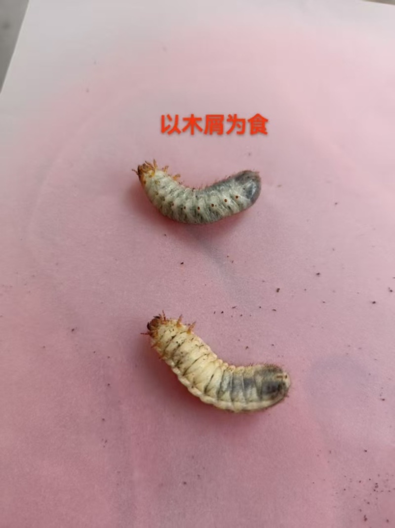 活体金龟子幼虫/幼虫/特殊昆虫/湖北随州昆虫