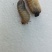 活体金龟子幼虫/幼虫/特殊昆虫/湖北随州昆虫