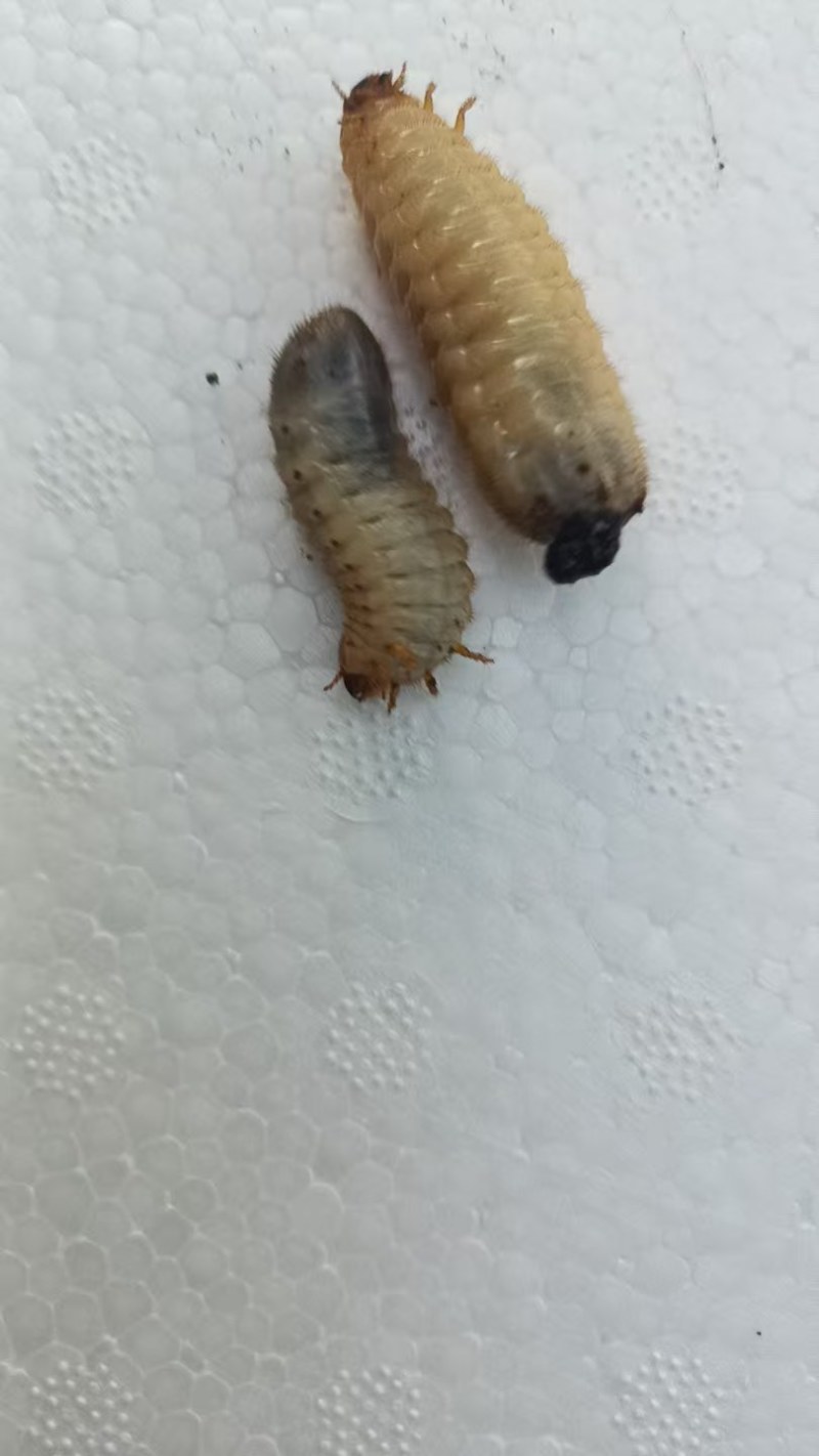 活体金龟子幼虫/幼虫/特殊昆虫/湖北随州昆虫