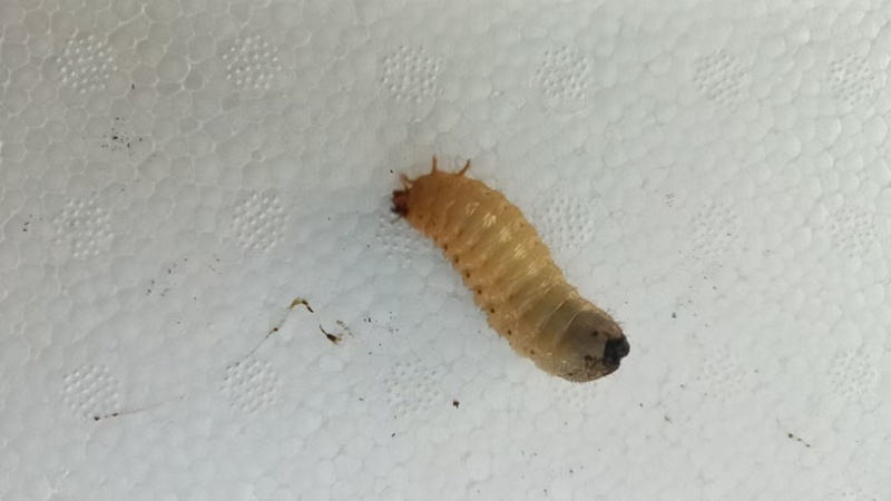 活体金龟子幼虫/幼虫/特殊昆虫/湖北随州昆虫