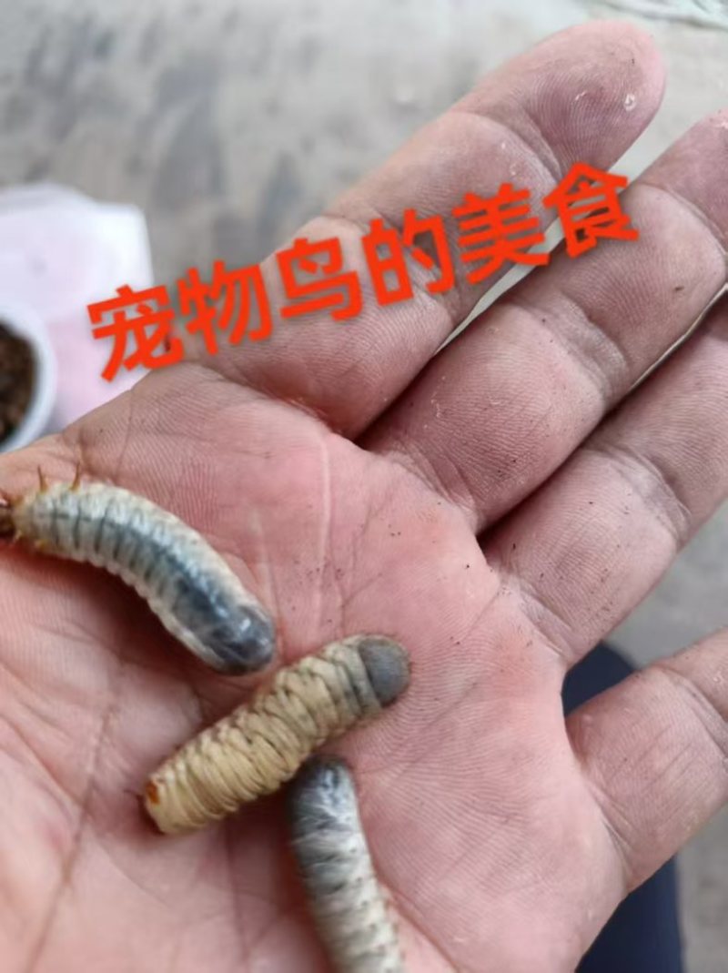 活体金龟子幼虫/幼虫/特殊昆虫/湖北随州昆虫
