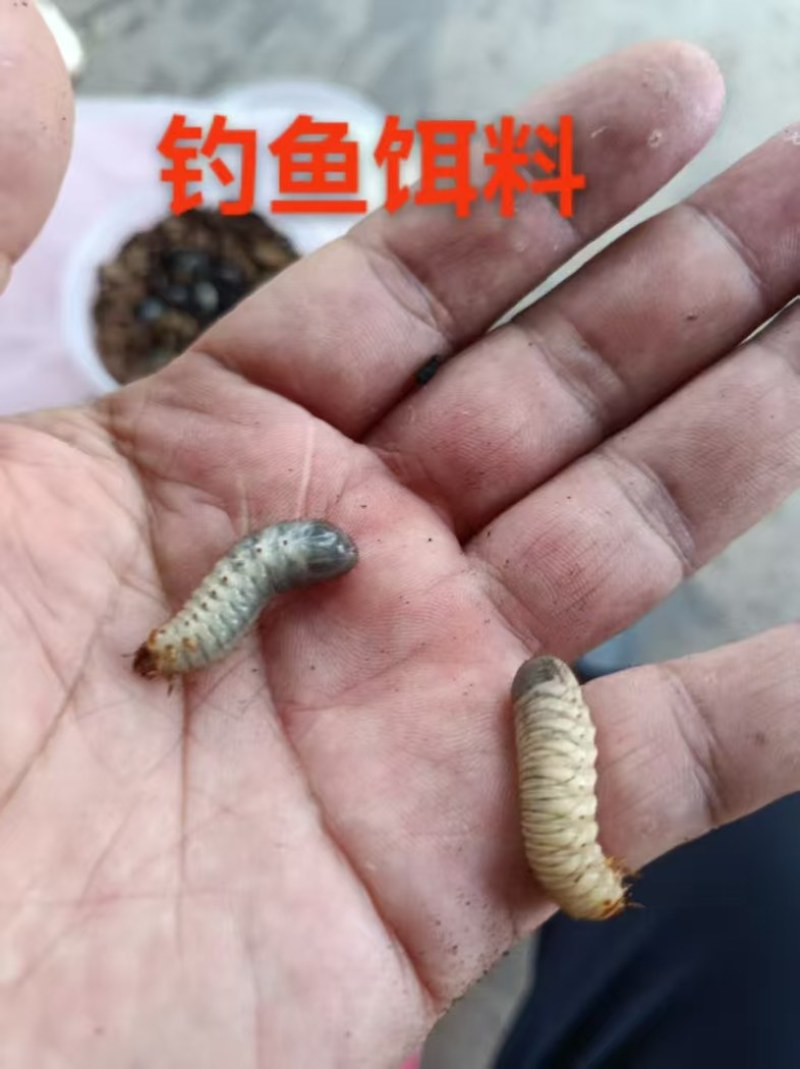 活体金龟子幼虫/幼虫/特殊昆虫/湖北随州昆虫