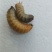 活体金龟子幼虫/幼虫/特殊昆虫/湖北随州昆虫