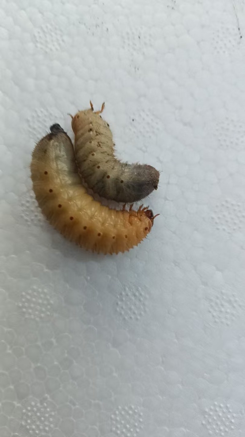 活体金龟子幼虫/幼虫/特殊昆虫/湖北随州昆虫