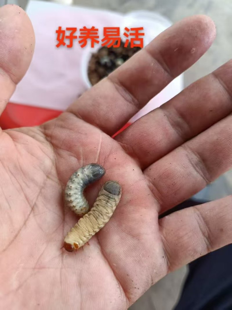 活体金龟子幼虫/幼虫/特殊昆虫/湖北随州昆虫
