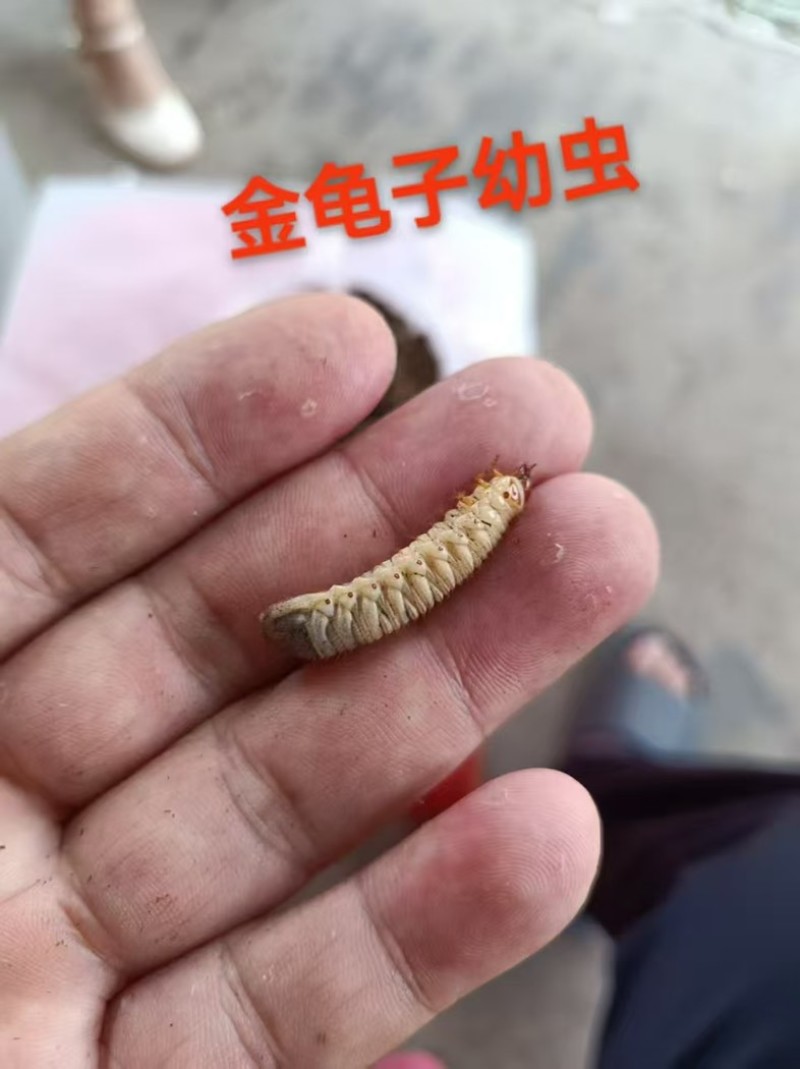 活体金龟子幼虫/幼虫/特殊昆虫/湖北随州昆虫