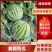 【精品西瓜】夏邑美都西瓜产地直发支持一件代发保质保量