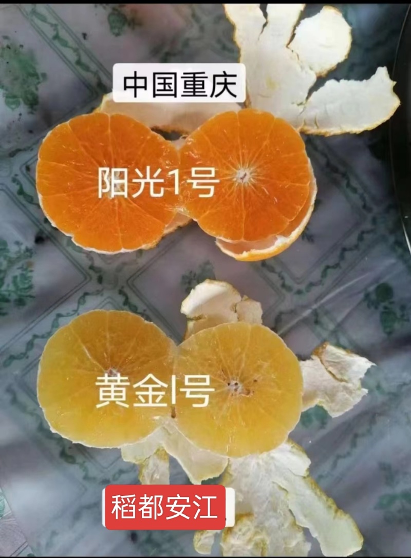 黄美香桔柚苗(黄金一号，黄金甲，嘎嘣脆，黄金贡橙等)