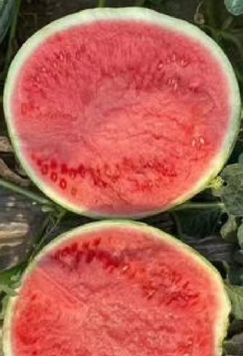 【精品西瓜】夏邑美都西瓜产地直发支持一件代发保质保量