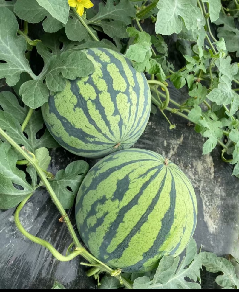 【精品西瓜】夏邑美都西瓜产地直发支持一件代发保质保量