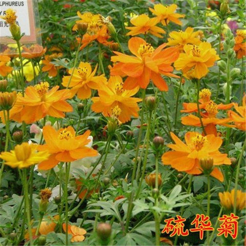 硫华菊种子黄色硫华菊花籽黄秋英花种子矮秆硫华菊花种庭院开