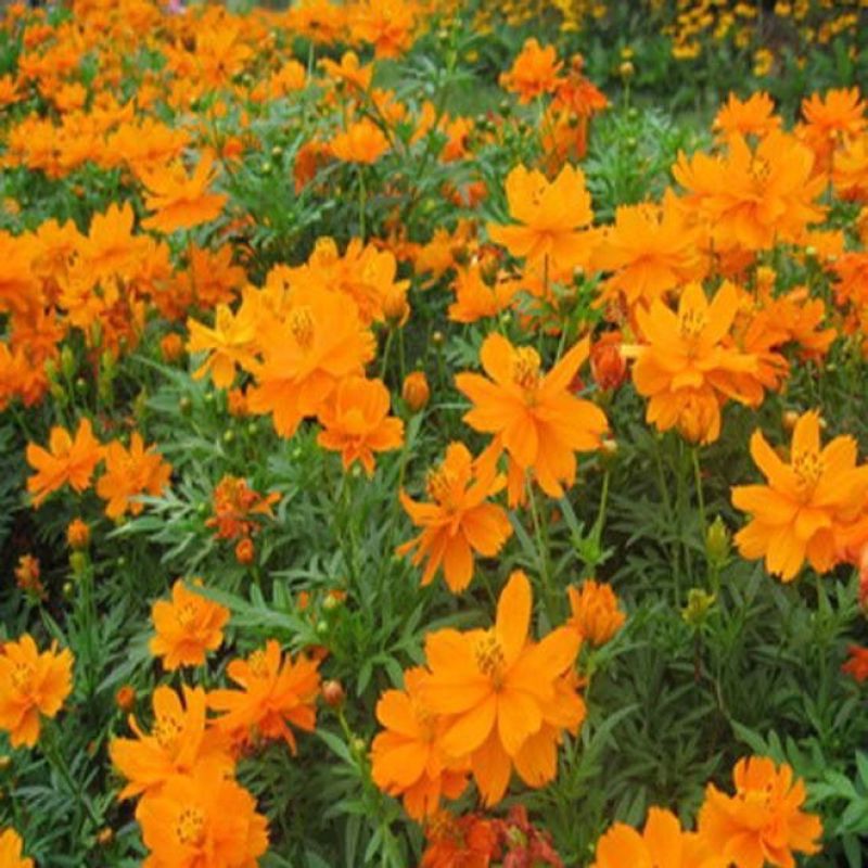 硫华菊种子黄色硫华菊花籽黄秋英花种子矮秆硫华菊花种庭院开