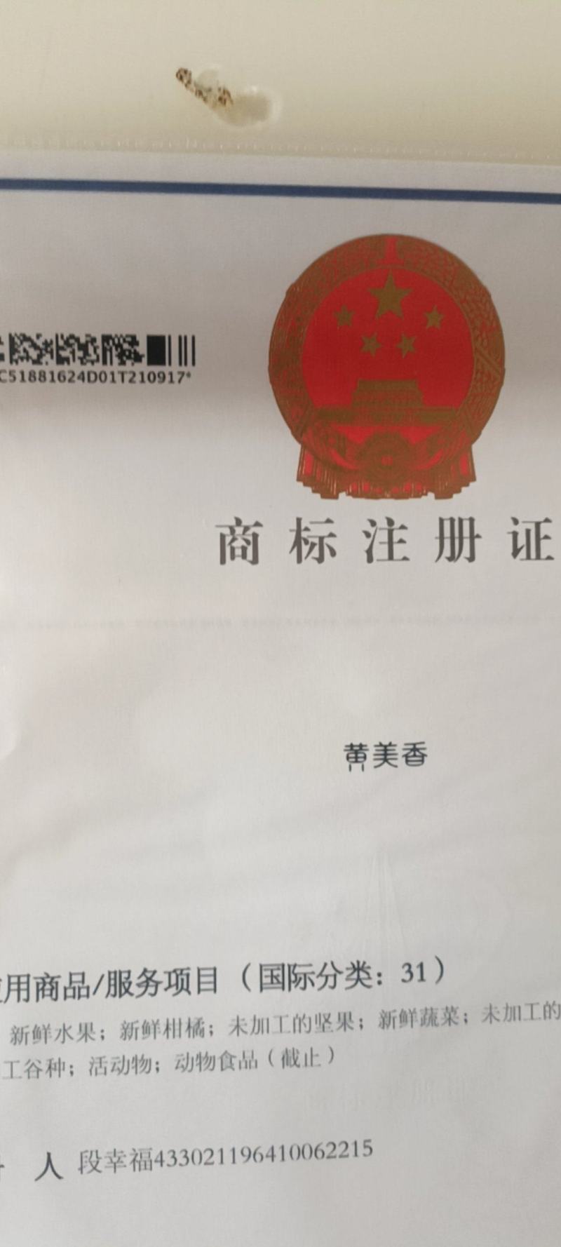 黄美香桔柚苗(黄金一号，黄金甲，嘎嘣脆，黄金贡橙等)