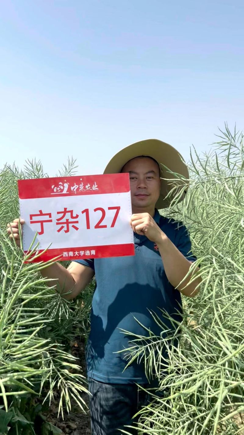 双低甘蓝型油菜种子宁杂127油菜籽种子耐寒抗倒含油量高