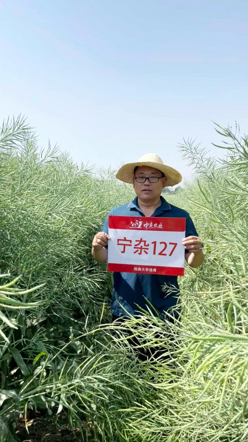 双低甘蓝型油菜种子宁杂127油菜籽种子耐寒抗倒含油量高