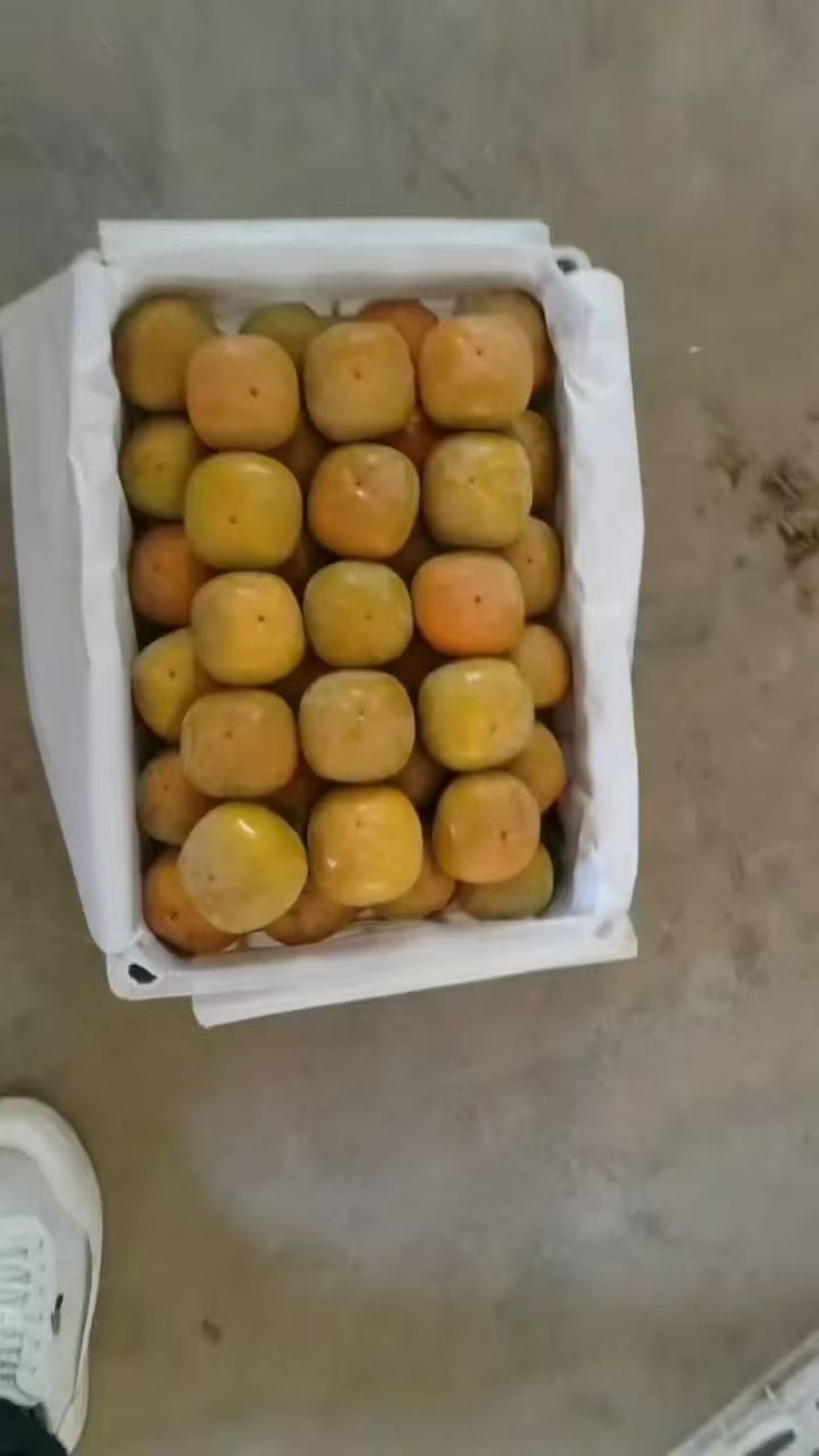 阳丰脆甜柿子，产地一手货源，量大优惠，欢迎新老客户前来