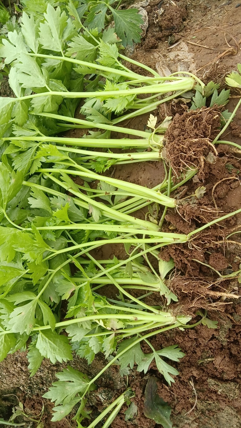 河北法国皇后芹菜苗，基地直供