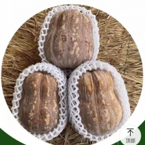 金丽花生南瓜