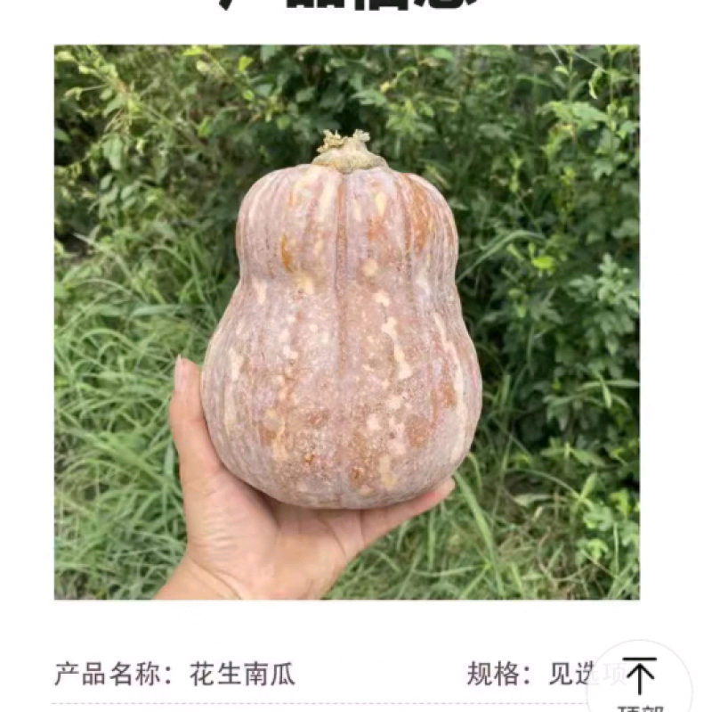 金丽花生南瓜