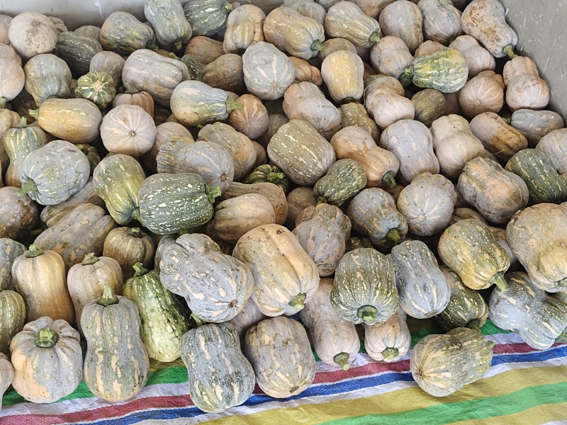 金丽花生南瓜