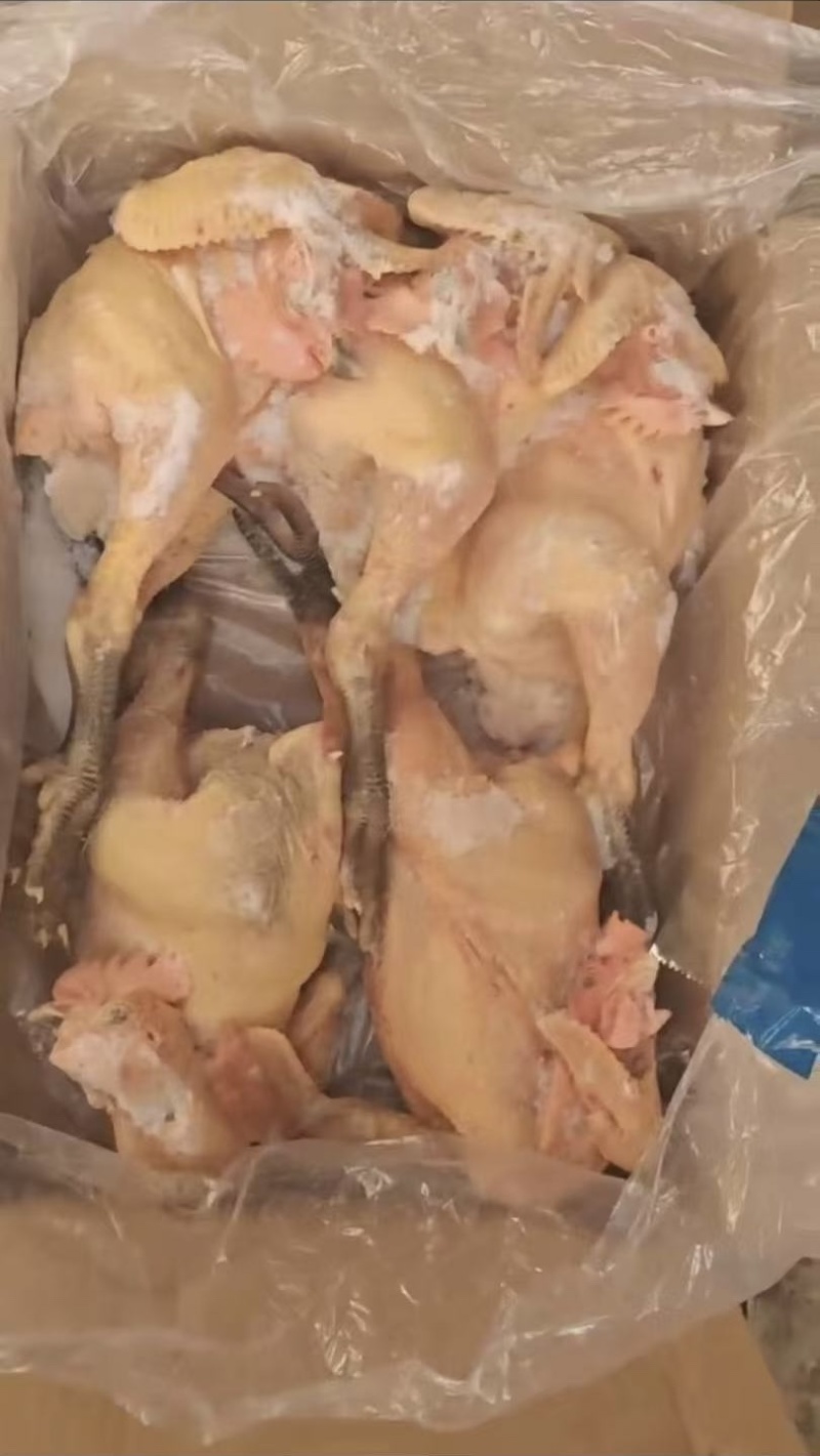 青脚公鸡