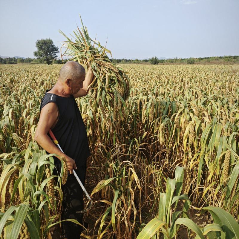 敖汉精品二类谷子-敖汉谷子-千斤谷-敖汉新谷子-产地直发
