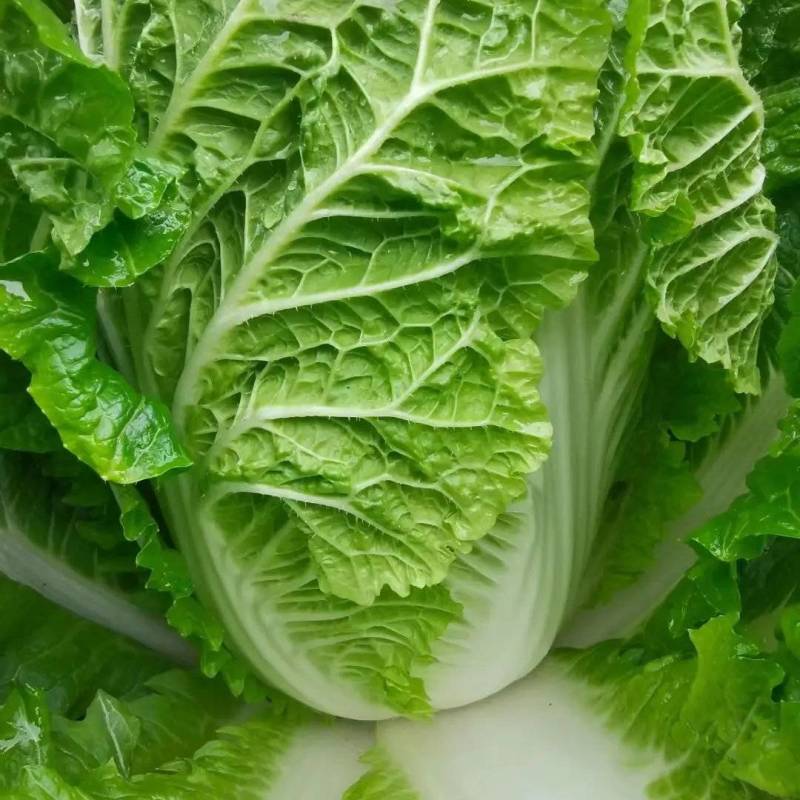 大白菜