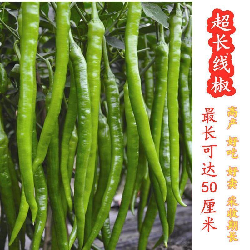 加长线王1000粒线椒