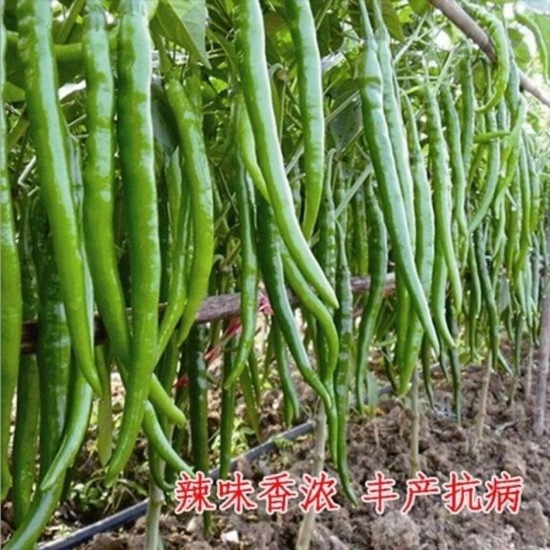 加长线王1000粒线椒