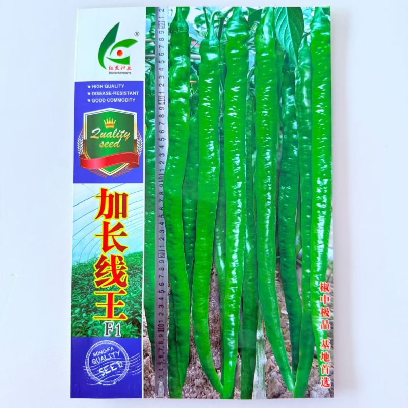 加长线王1000粒线椒