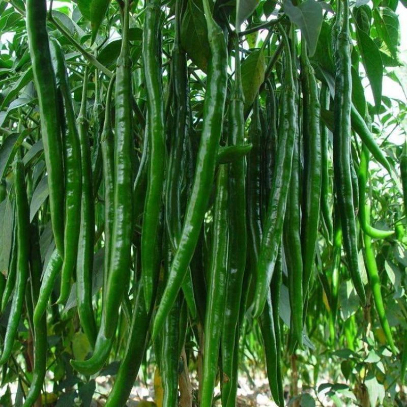 加长线王1000粒线椒