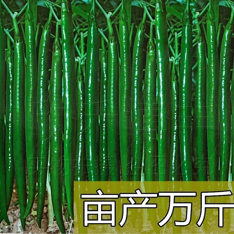 加长线王1000粒线椒