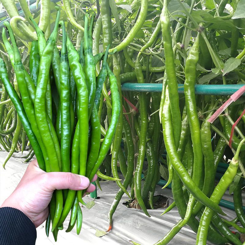 加长线王1000粒线椒