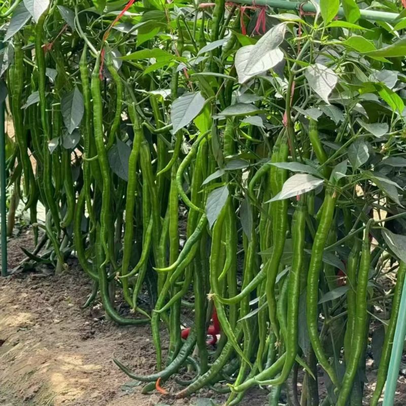 加长线王1000粒线椒
