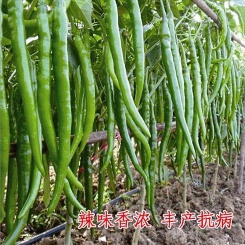 加长线王1000粒线椒