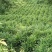 二黄姜，自产自销，物美价廉，绿色产品，值得购买