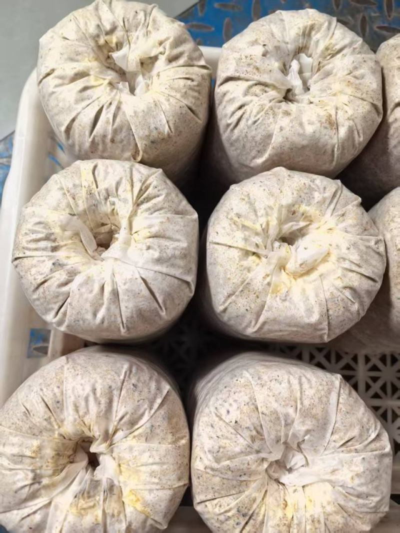 蜜环菌菌棒2.8~3斤/包质量保证欢迎来电咨询