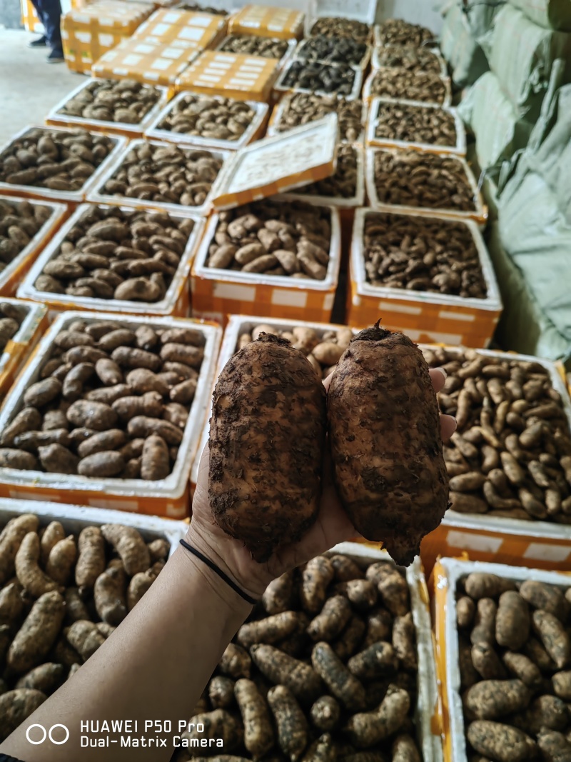 新鲜天麻产地货源每天新鲜到货大号小号