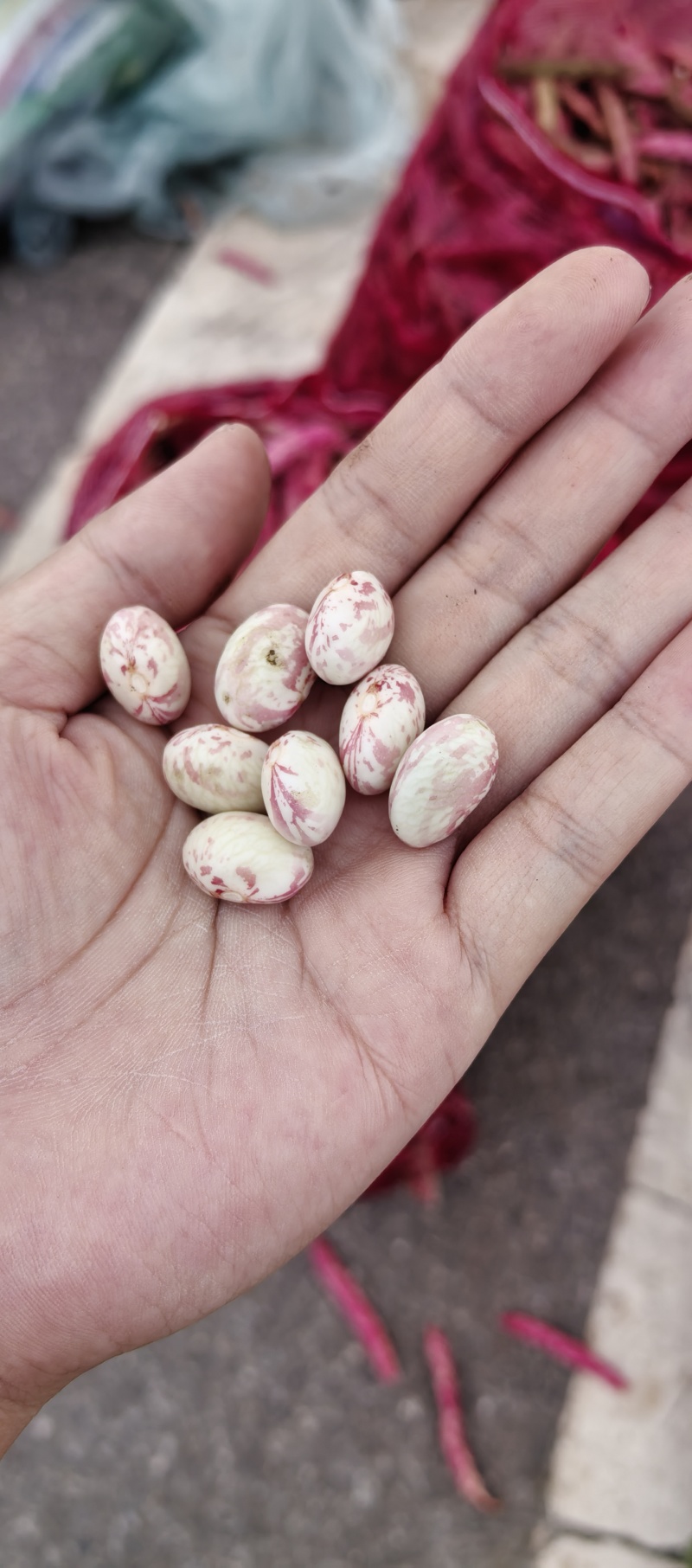 花豆大量上市中每天价格随行就市